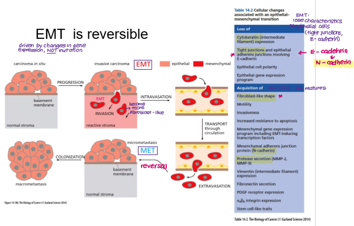 <p><strong>Epithelial Mesenchymal Transition</strong></p><ul><li><p>Epithelial cells acquire phenotypes of mesenchymal cells such as fibroblasts.</p></li><li><p>Normal part of development but co-opted by cancer cells to facilitate invasion and metastasis.</p></li></ul><p></p>
