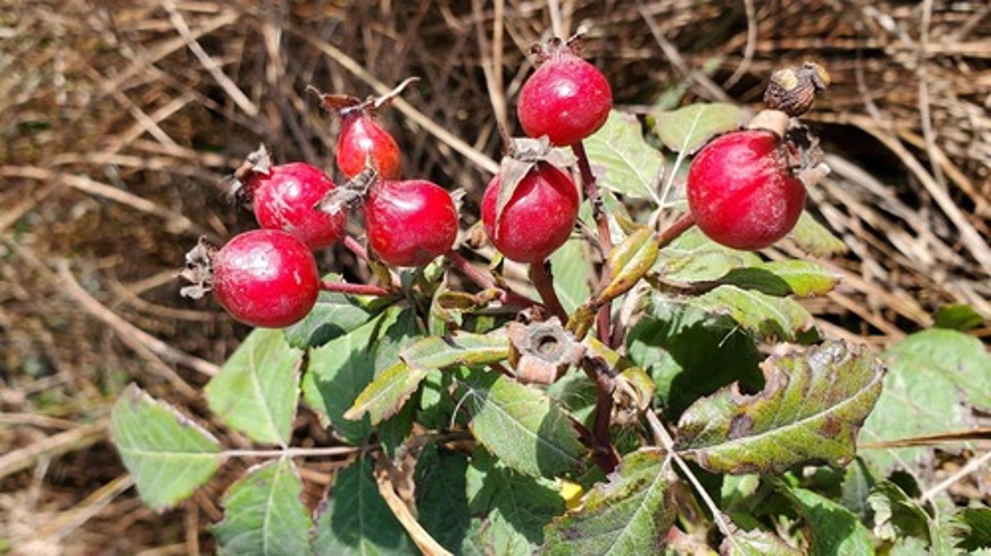<p>Perennial woody shrub, alternating leaves, flowers have five pink petals surrounding a yellow center, rosehips are a vital food source from prairie animals</p>