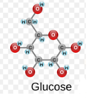 <p>(1) Glucose → Enzyme? Products?</p>