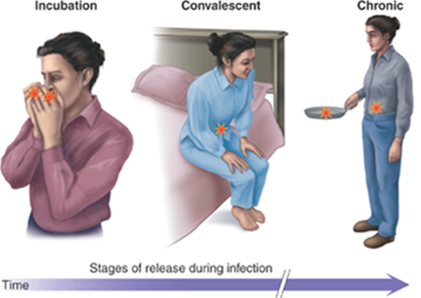 <p>A person who is infected but no longer shows signs of acute disease.</p><p>-Person has recovered from the symptoms of a disease but still carries it and can spread it.</p>