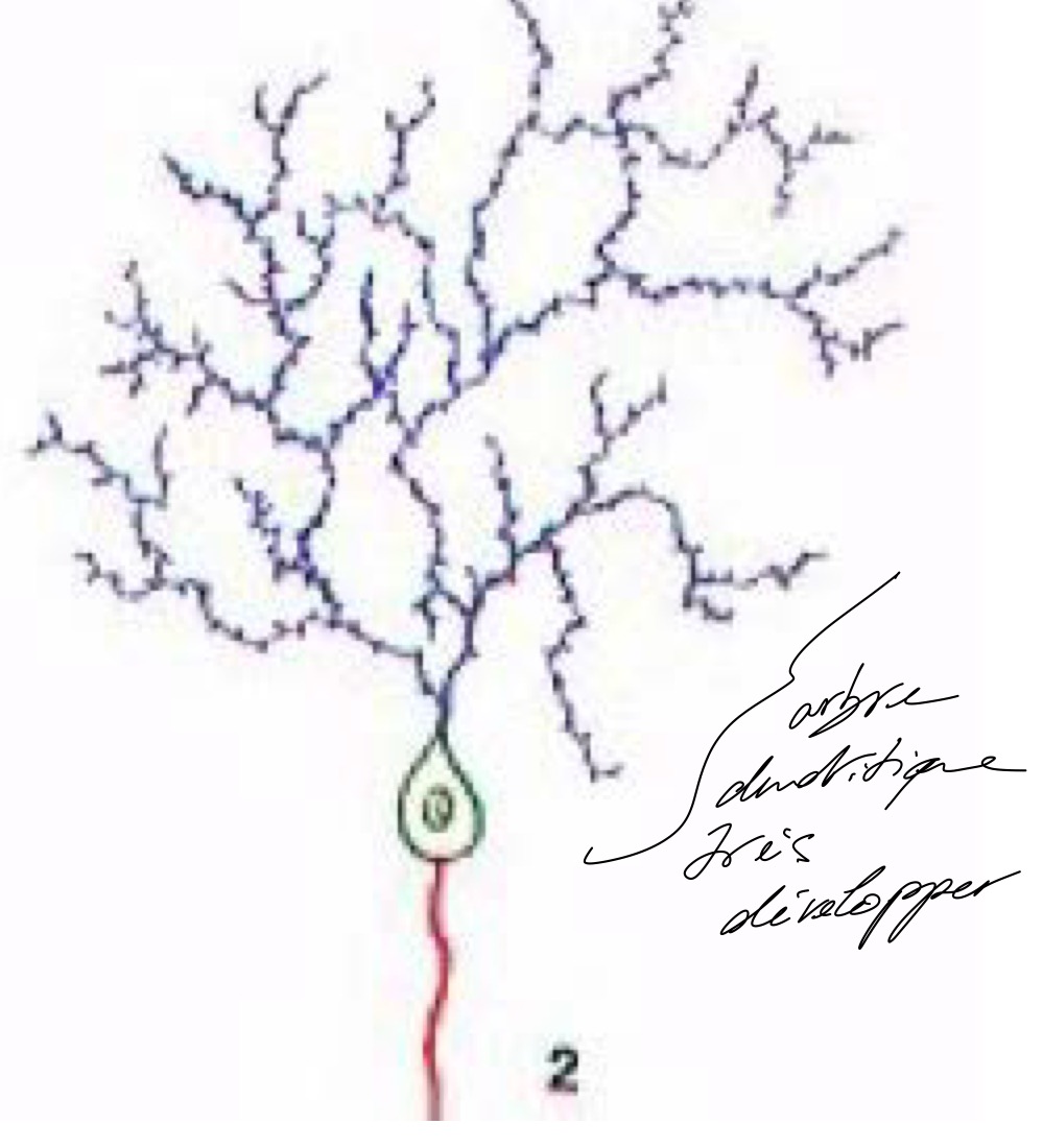 <p>Un corps cellulaire et une arbre de dendrite </p>