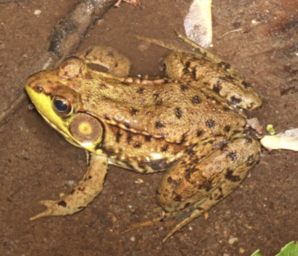 term image