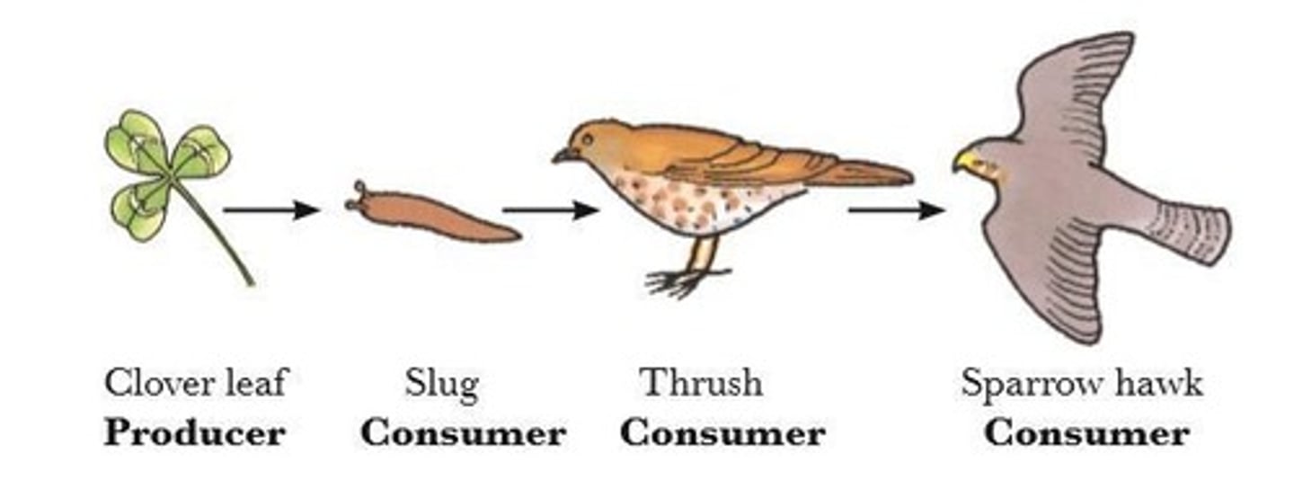 <p>In this food chain the thrush and sparrow hawk are predators and the slug is prey.</p>