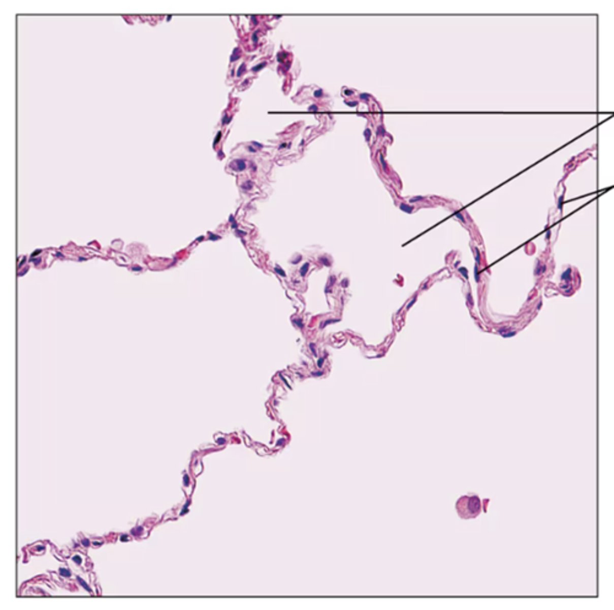 <p>Identify the tissue.</p>