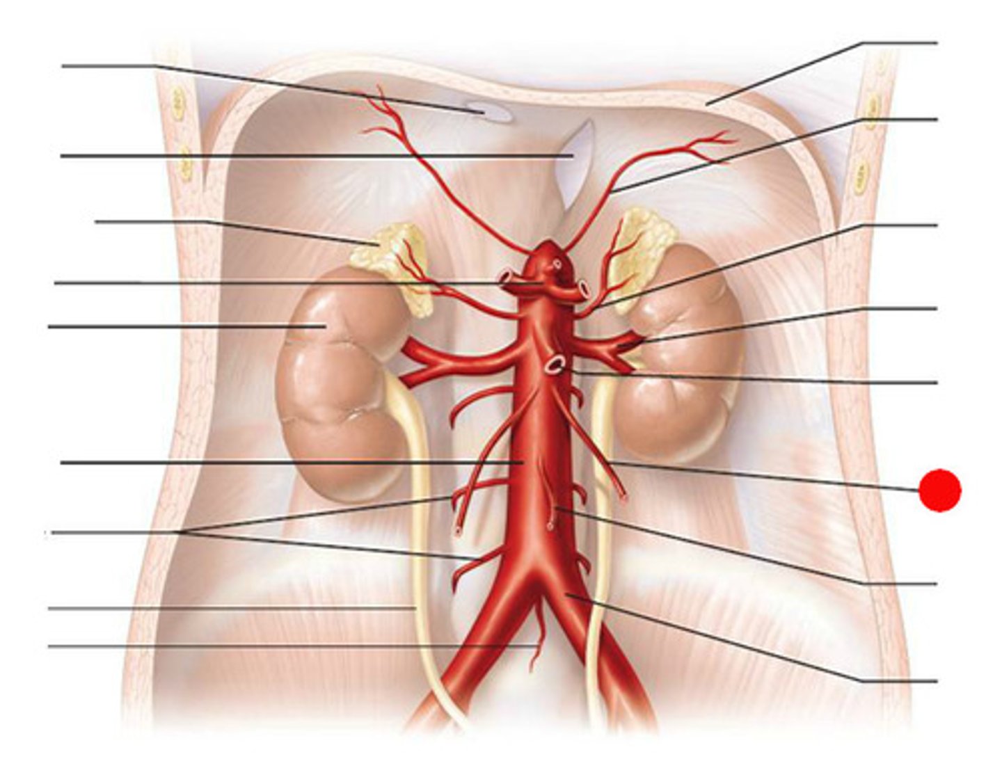 <p>Has direct branch off abdominal aorta</p>