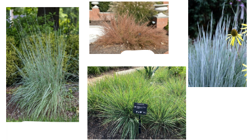 <p>-blueish (can be colorful in fall) -slender -shorter -white fuzzy seedheads</p>