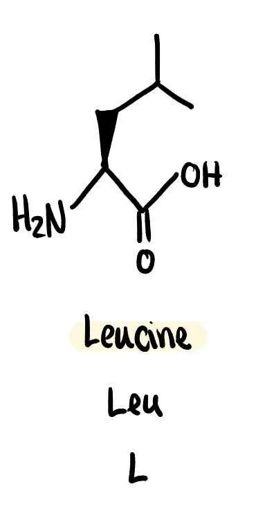 <p>non polar (hydrophobic), Leu, L</p>