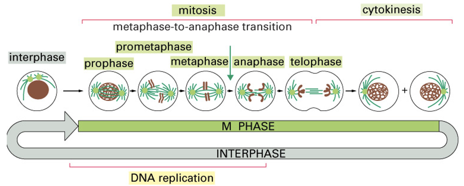 <p>M phase - 5% of the total cell cycle extensively studied because of mitotic chromosomes and their behavior</p>