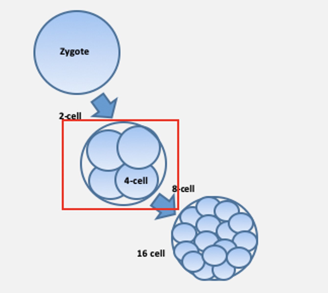 <p>An organism in the earliest stage of development</p>