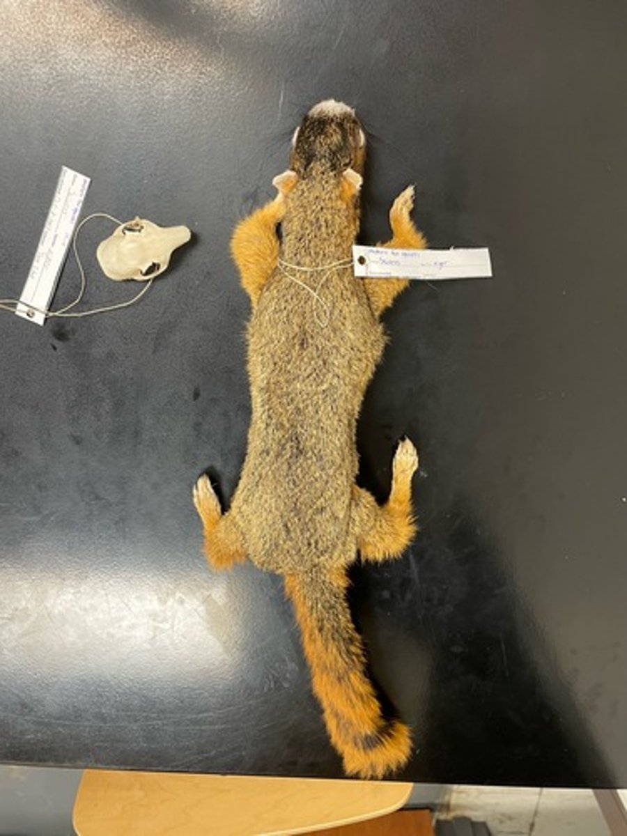 <p>Family: Sciuridae</p><p>Genus & Species: Sciurus niger</p>