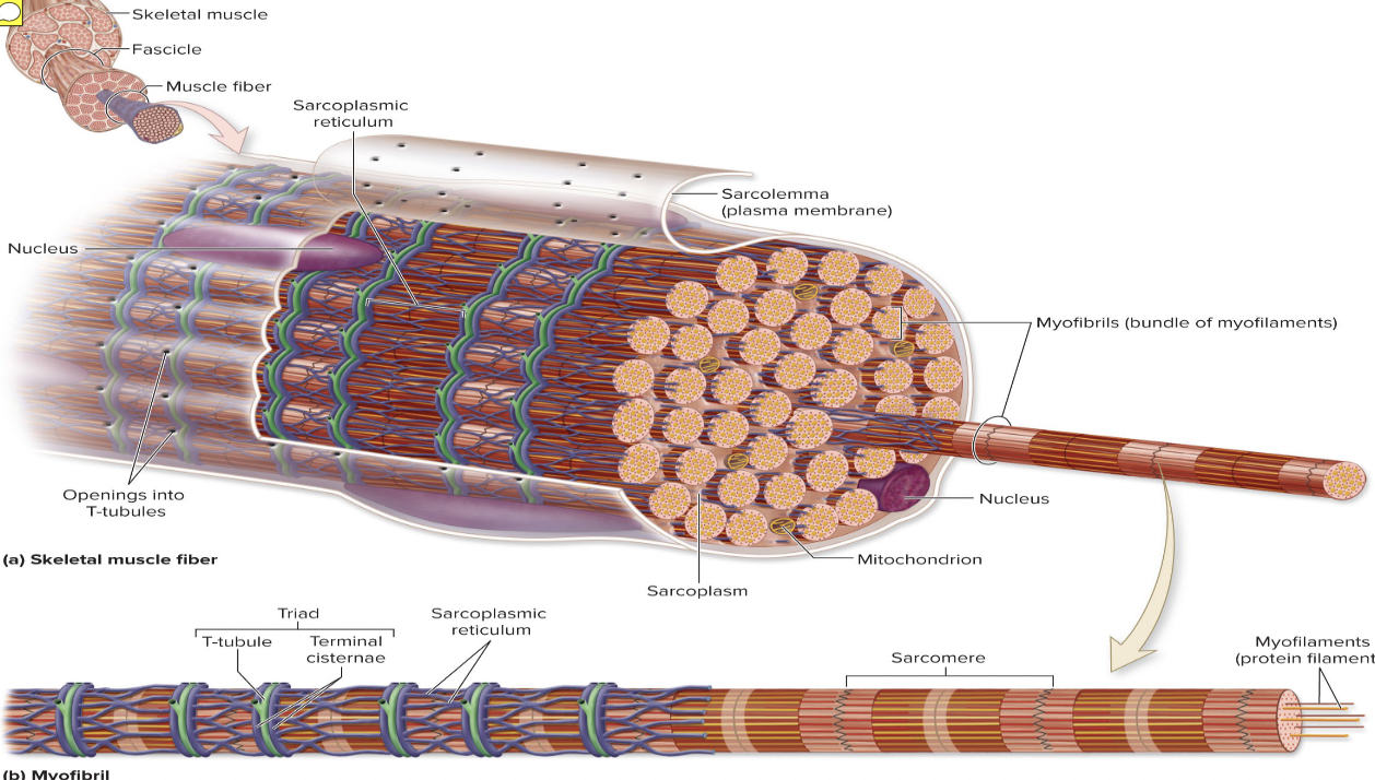 <p><span>Tubule proteins</span></p>