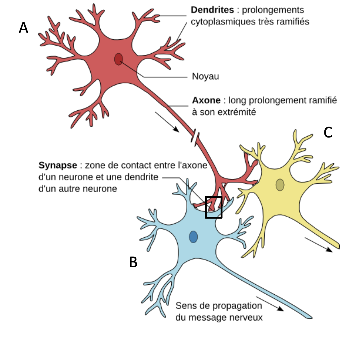 <p>Lieu de jonction pour la transmission entre l’axone et un autre neurone/une cellule effectrice.</p><p>pré-synaptique → post-synaptique</p>