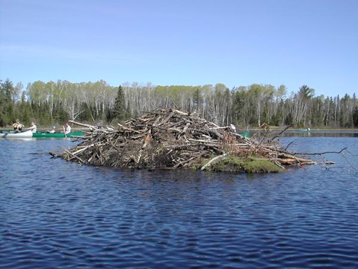 <p><span>An extensive, above-ground shelter constructed by certain species of rodents, primarily for protection and nesting. Beavers are the most famous lodge-building mammals.</span></p>