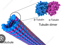 <p>Intracellular transport, mitotic spindle formation, and cilia/flagella structure.</p>