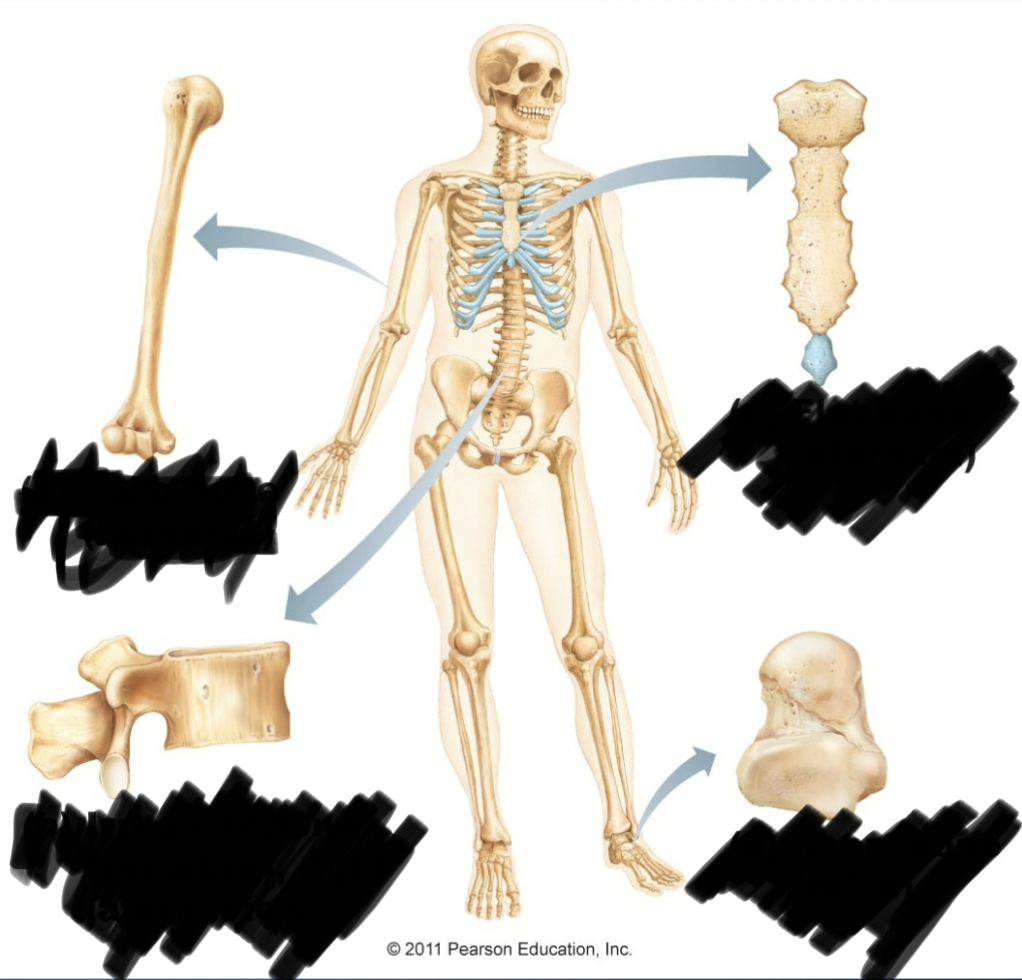 <p>long bones, short bones, flat bones, irregular (anything that doesn’t fall in those categories</p>