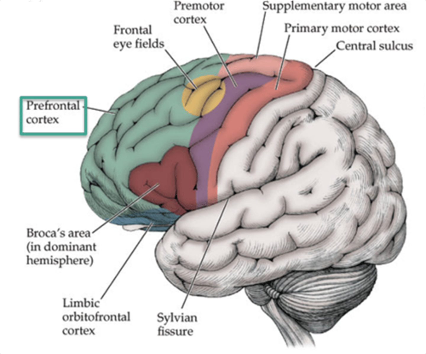 <p>prefrontal cortex</p>