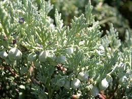 <p><span>Low-growing evergreen shrub with scale-like blue-green leaves. Used as groundcover.</span></p>