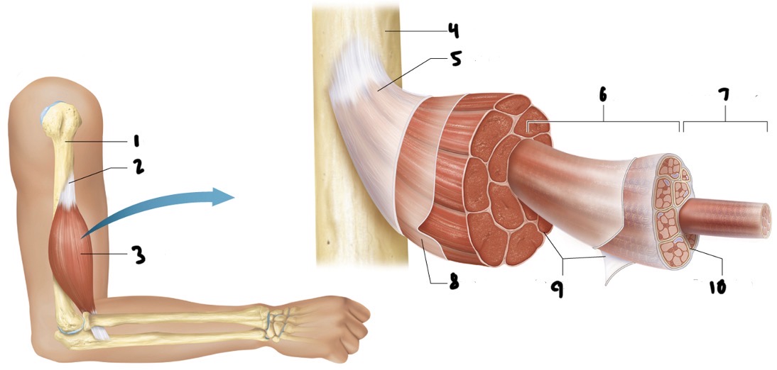 Label the following correctly:
- Fascicle
- Epimysium 
- Endomysium 
- Muscle cell fibre
- Bone
- Tendon
- Skeletal muscle
- Bone
- Muscle fascia
- Perimysium