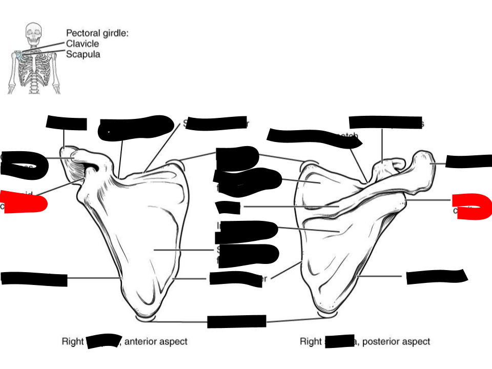 <p>scapula</p>