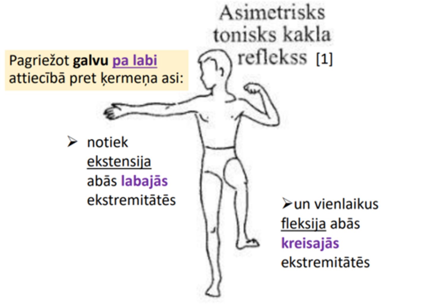 <p>➢ notiek ekstensija abās labajās ekstremitātēs</p><p>➢un vienlaikus fleksija abās kreisajās ekstremitātēs</p>
