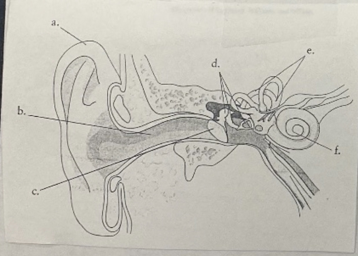 <p>Anatomy of the Ear</p>