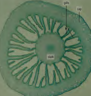 <p>organism / structure</p>