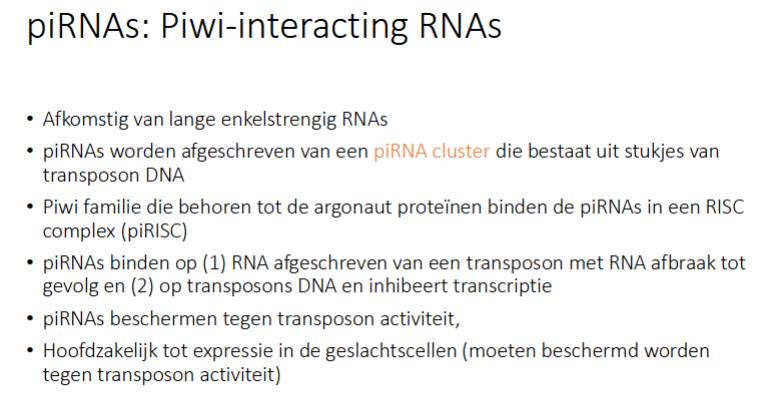 <p>in geslachtscellen → moeten beschermd worden tegen transposon activiteit</p>