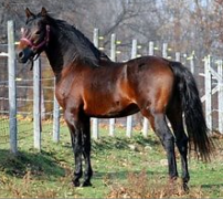 <p>Identify the breed of horse? </p>