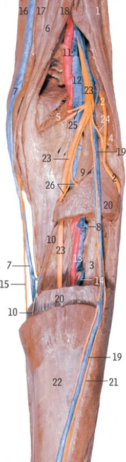 <p>11</p>