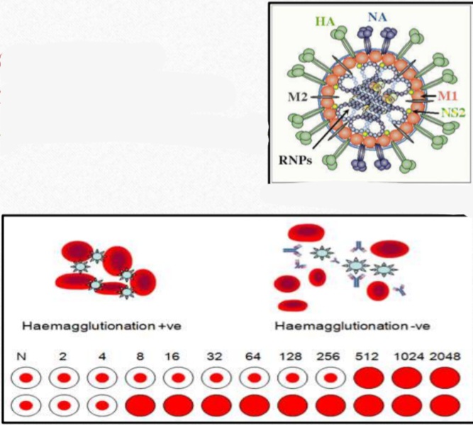 <p>Some viruses like influenza virus can agglutinate sheep, horse and chicken RBCs</p><p>Inhibitionnof this process by virus Ab is called……….</p>