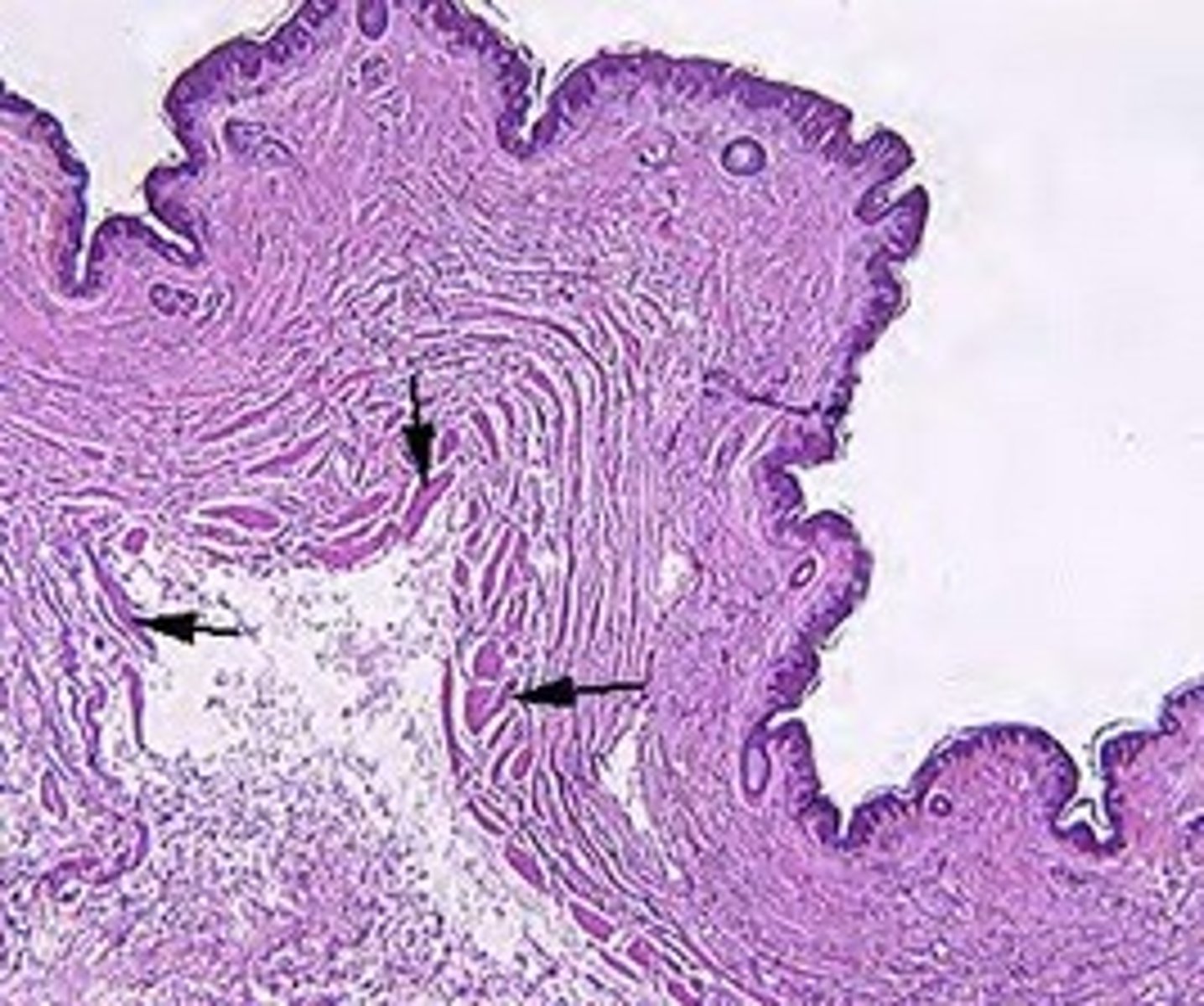 <p>Identify the structure, what is indicated by the black arrows, and its function.</p>
