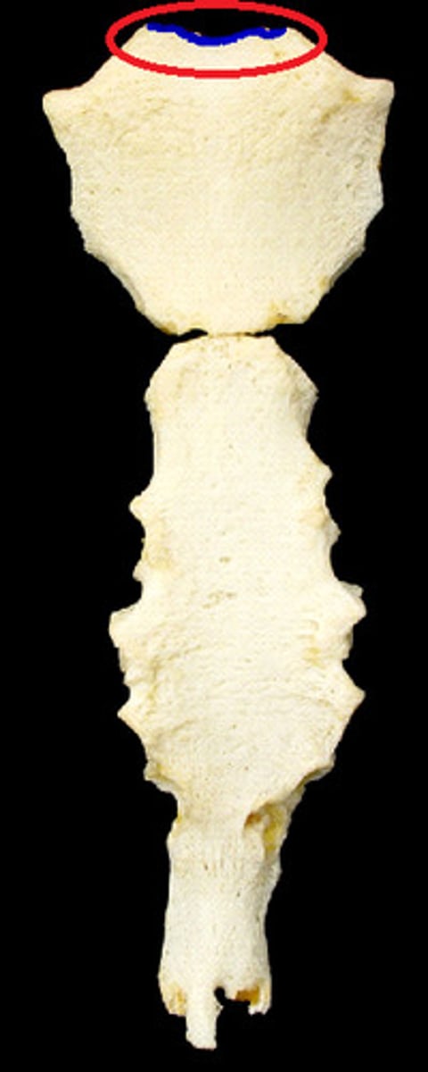 <p>notch on the manubrium</p>