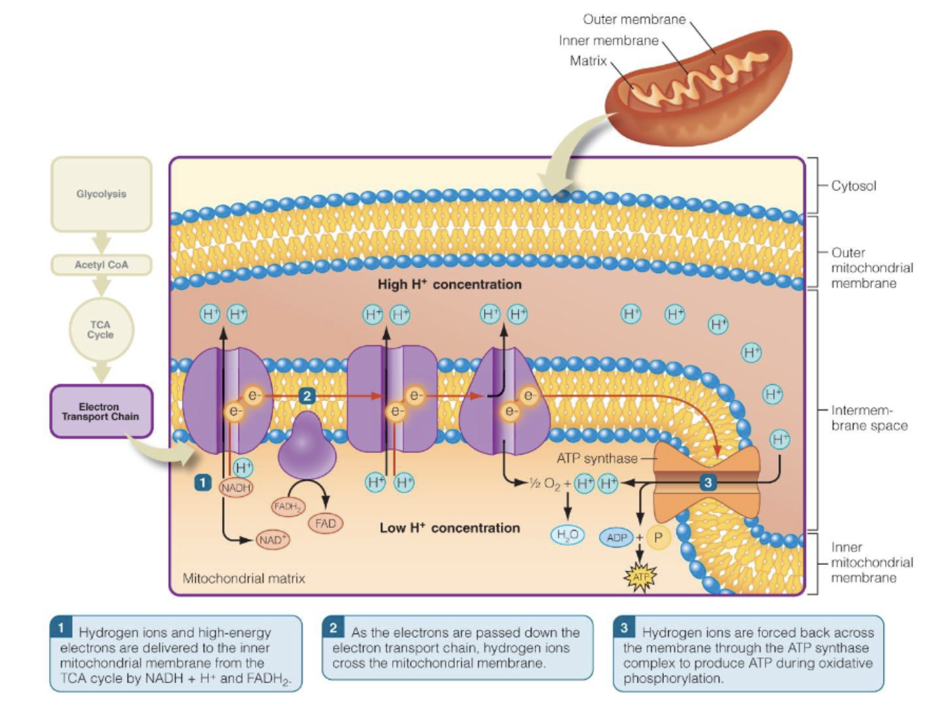 <ol><li><p>high energy electrons and hydrogen ions are delivered to the inner mitochondrial membrane by NADH + H+ and FADH2 </p></li><li><p>Electrons are passed down electron transport chain. Hydrogen ions cross mitochondrial membrane.</p></li><li><p>Hydrogen ions are forced back across the membrane through ATP synthase complex to produce ATP during oxidative phosphorylation</p></li></ol><p></p>