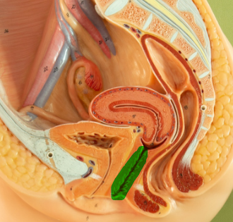 <p>Identify what the highlight/pointed to portion of the model is called.</p>