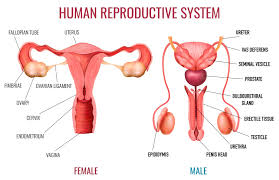 <p>reproductive system</p>