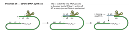 <p><span>– L’amorce d’</span><strong>ARNt</strong><span> se fixe sur la séquence </span><strong>pbs</strong><span> (primer binding site) présente sur l’ARN+ viral.</span><br><span>– Cette séquence </span><strong>pbs</strong><span> est située très près de l’</span><strong>extrémité 5'</strong><span> de l’ARN+.</span><br><span>– Cela permet la synthèse d’un </span><strong>petit fragment d’ADN</strong><span> (en gris).</span></p>