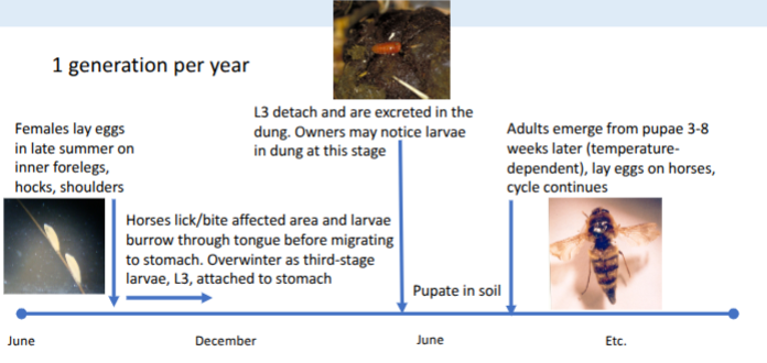 <p>higher temp = shorter pupae period </p>