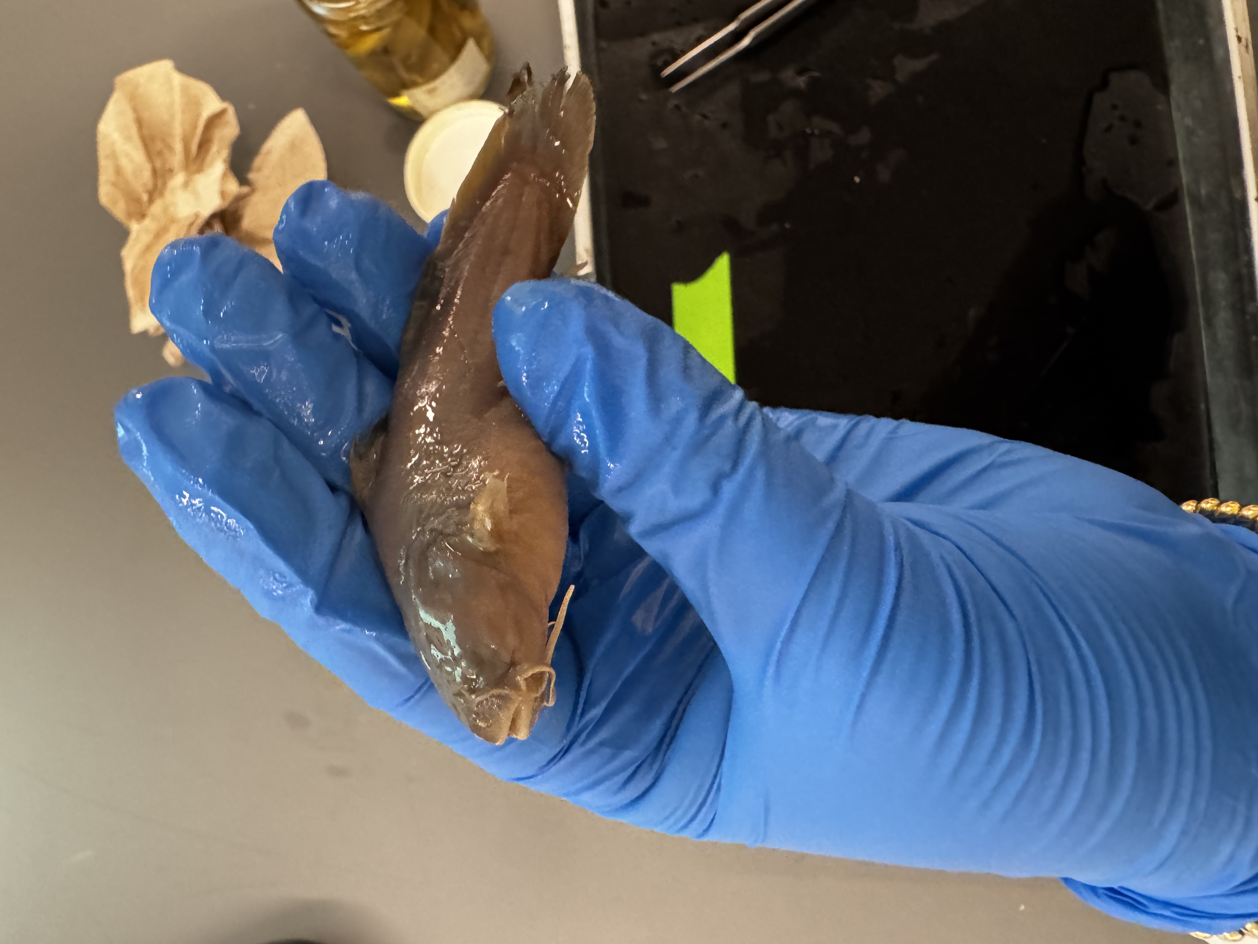 <p>Family:</p><p>Species:</p><p>Scientific:</p>