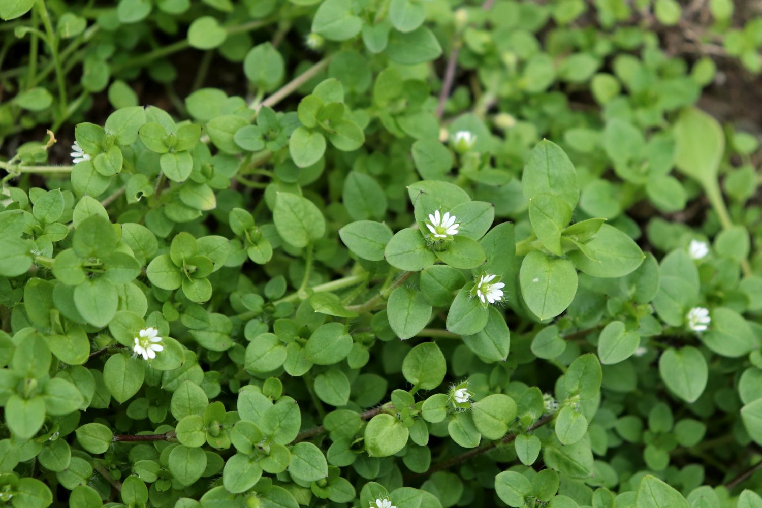 <p>Common Chickweed</p>