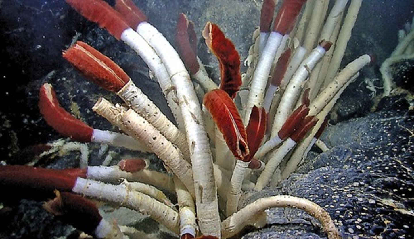 <p>Chemosynthesis is the process by which certain bacteria convert inorganic carbon into organic carbon using energy from the oxidation of hydrogen sulfide, utilized by organisms like pogonophoran tubeworms.</p>