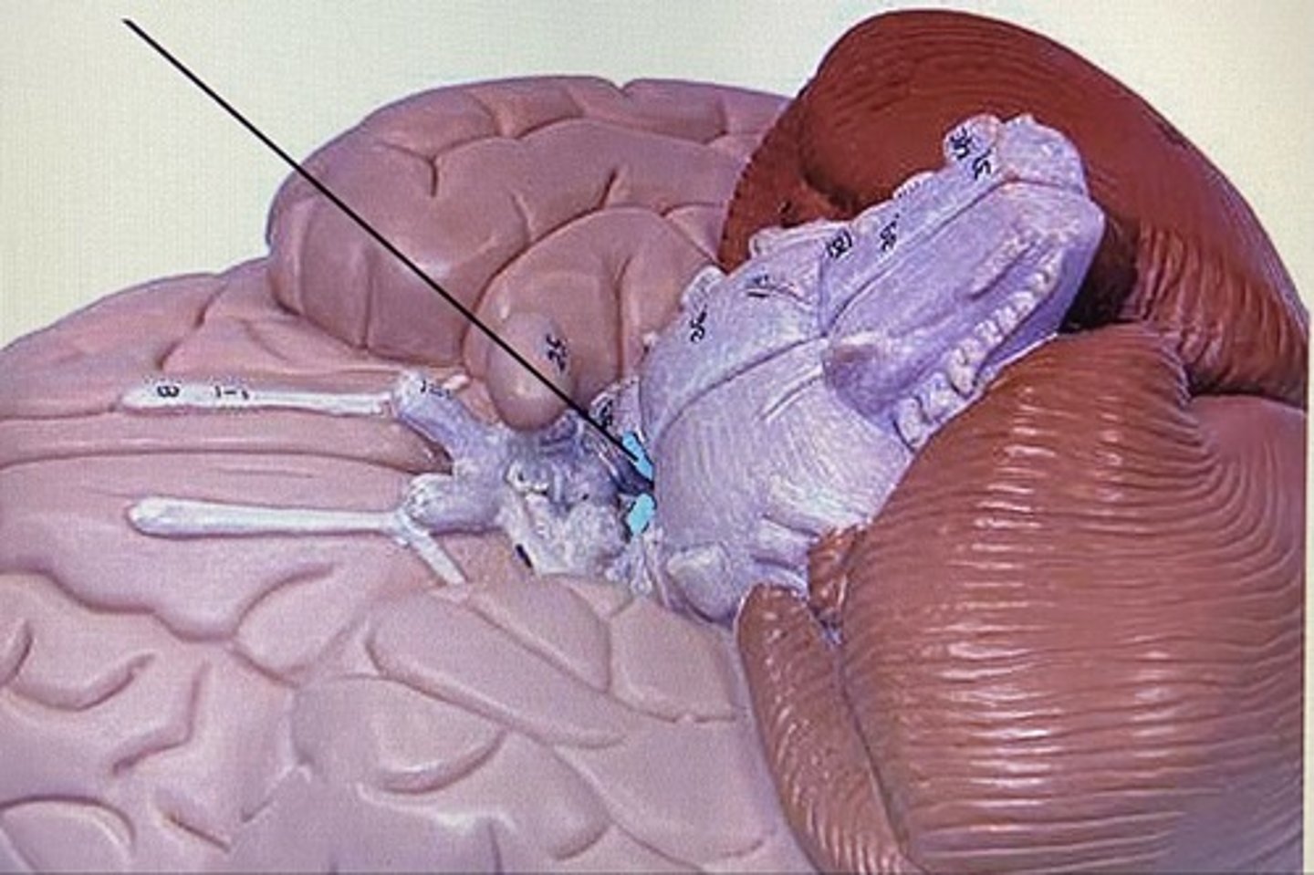 <p>Oculomotor Nerve</p>