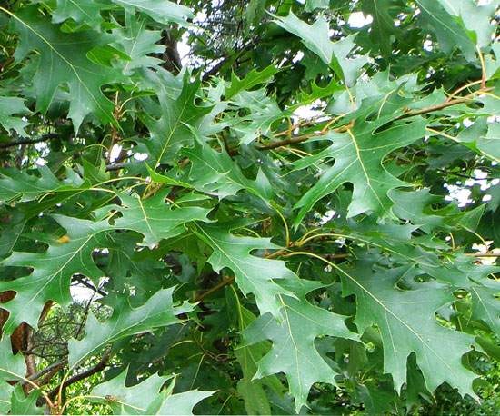 Northern Red Oak:

Lobed, pointed leaves, reddish, gray brown bark with ridges, acorns