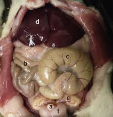 <p><strong>a blind sac-like organ located at the junction of the ileum and the proximal colon</strong></p>