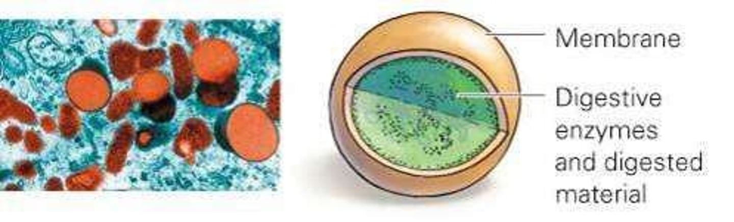<p>Contains digestive enzymes to recycle molecules.</p>