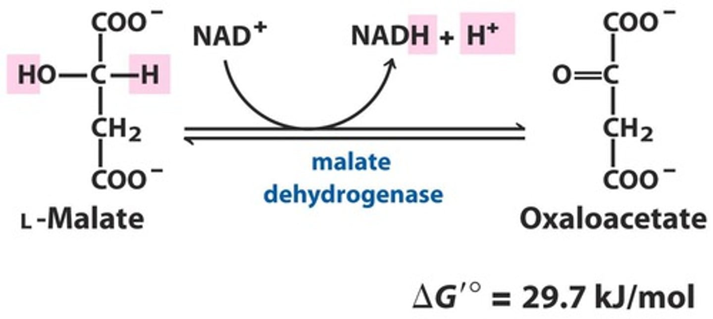 <p>Reactants: L-Malate + NAD+</p><p>Products: Oxaloacetate + NADH + H+</p><p>Enzyme: malate Dehydrogenase</p><p>Delta G: 29.7 kJ/mol</p><p>Reversibility: Reversible</p>