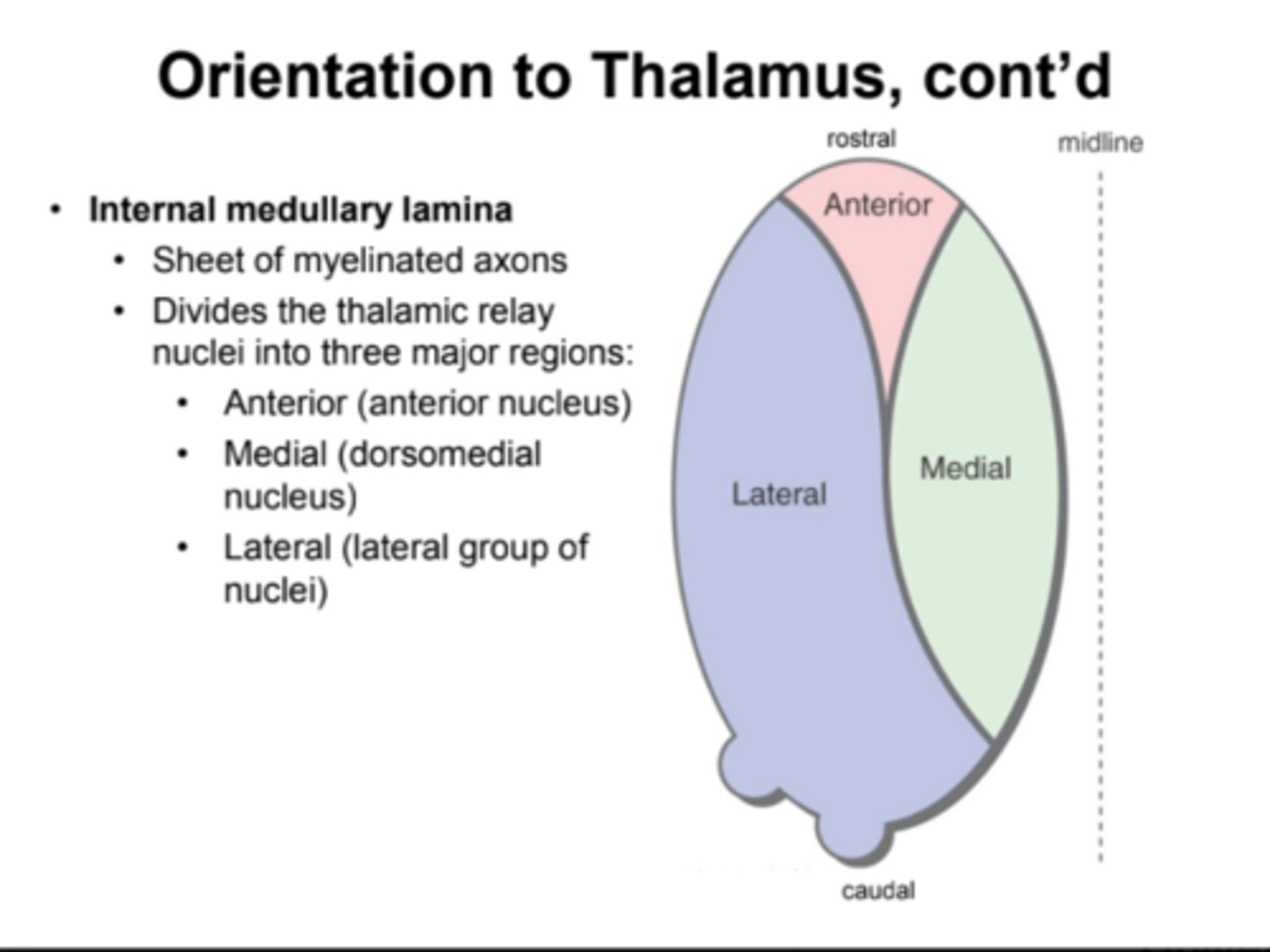 <p>- 2 halves separated by 3rd ventricle<br>- touch at interthalamic adhesion (thalamic adhesion)<br>- Internal medullary lamina: sheets of myelinated axons, divides the thalamic relay nuclei into three major regions: anterior, medial, lateral</p>