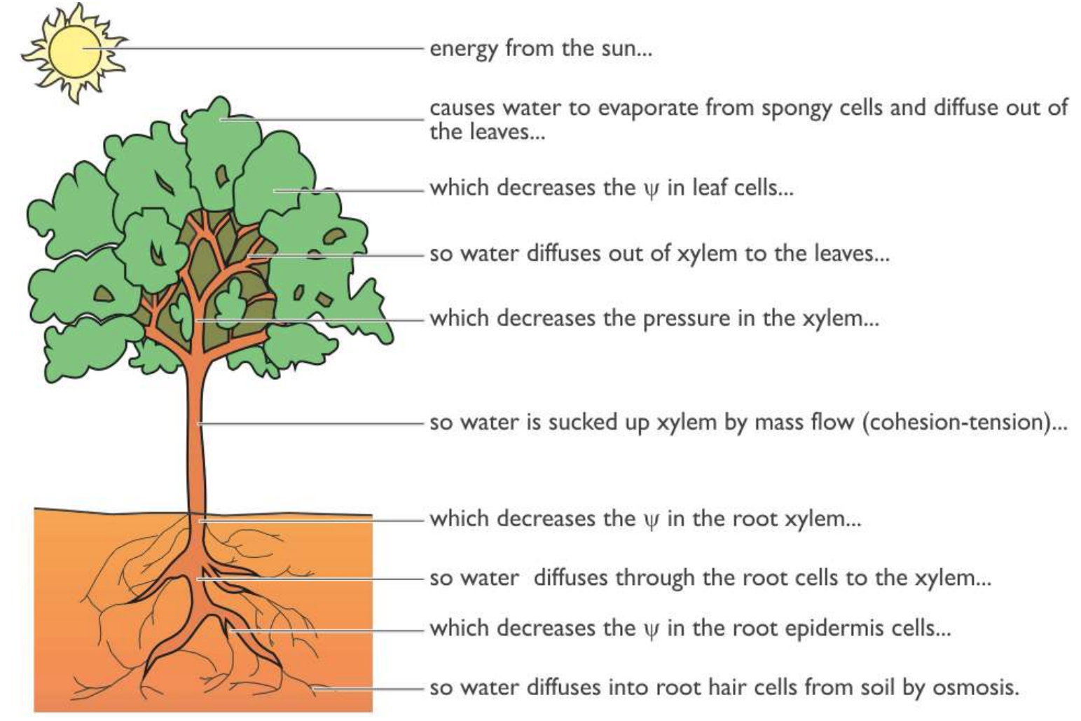 <ol><li><p>Energy from the sun causes water to evaporate from the spongy mesophyll cells &amp; diffuse out the leaves by the stomata</p></li><li><p>This decreases the water potential in leaf cells, so water diffuses out of xylem into the leaves</p></li><li><p>This decreases the pressure in the xylem, so water is sucked up the xylem by mass flow (cohesion-tension)</p></li><li><p>This decreases the water potential in the root xylem, so water diffuses through root hair cells into the xylem</p></li><li><p>This decreases the water potential in the root epidermis cells, so water diffuses into root hair cells from soil by osmosis</p></li></ol><p></p>