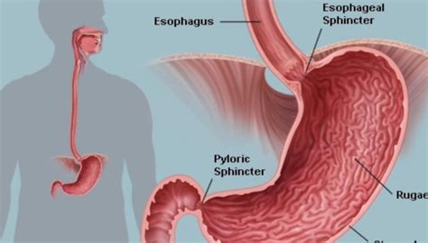 end of esophagus, top of stomach