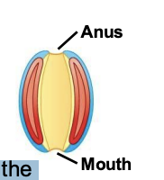 <p>the mouth</p>