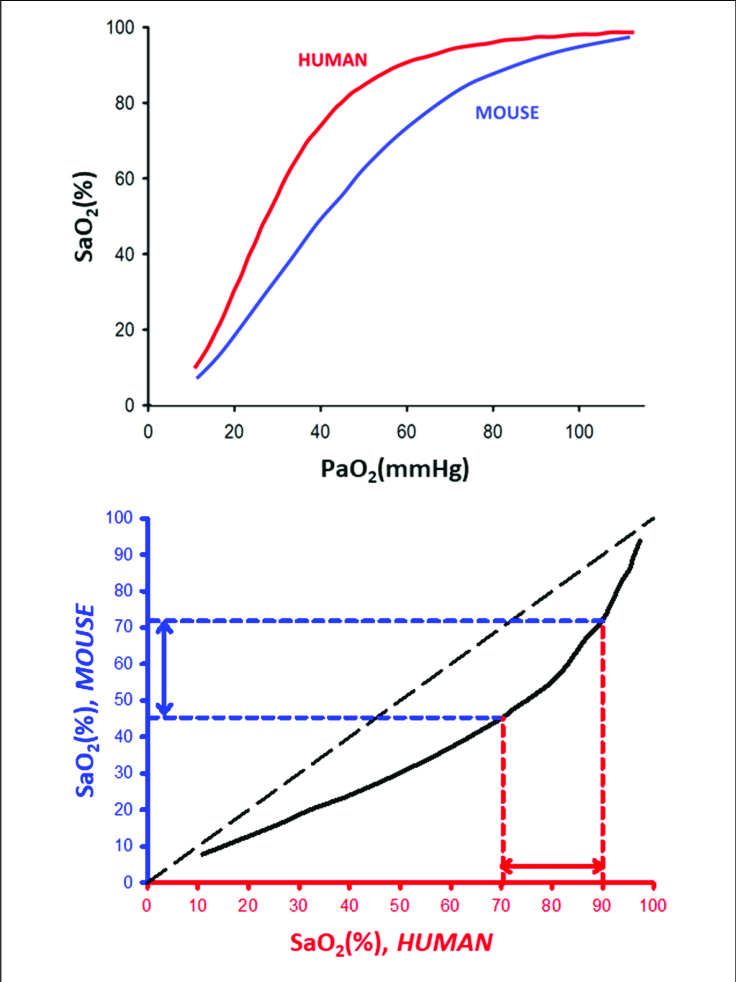 <p>Shrew is a small mammal so larger SA:Vol, so has rapid heat loss</p><p>High metabolic rate to replace lost heat requires O2</p><p>Lower affinity for O2, so is better at unloading oxygen at respiring cells </p>